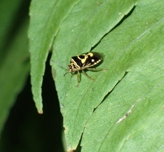 Menida