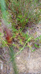 Urochloa serrata