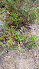 Urochloa serrata