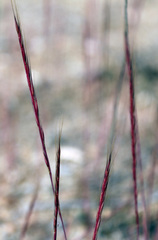 Festuca ambigua