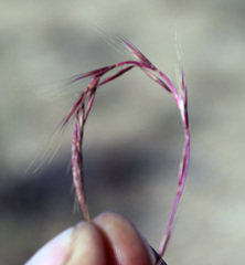 Festuca ambigua