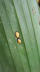 Calyptocephala gerstaeckeri