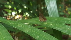 Lamprospilus collucia