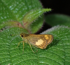 Oriens paragola