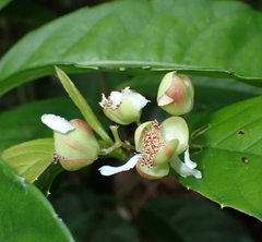 Tetracera