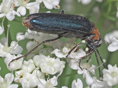Anogcodes fulvicollis