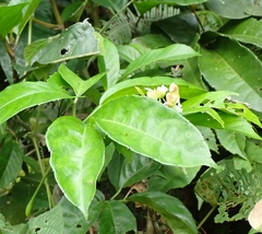 Tetracera