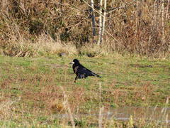 Corvus frugilegus