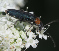 Anogcodes fulvicollis