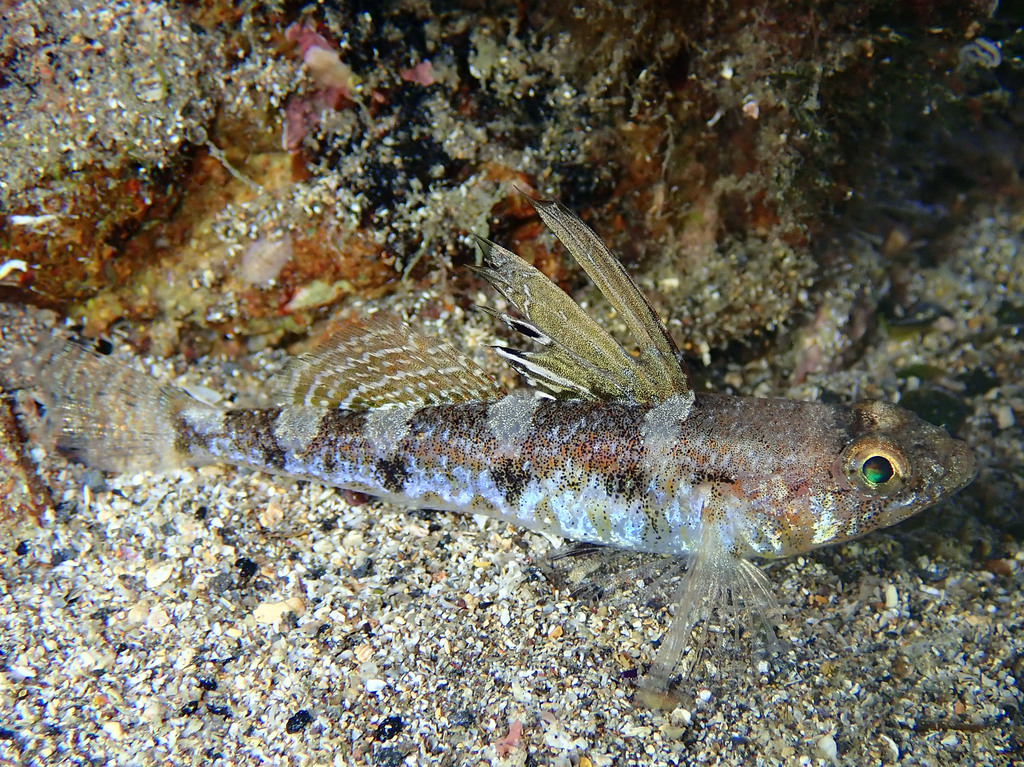 Toothed Goby