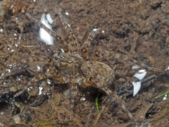 Arctosa maculata