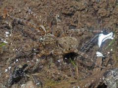 Arctosa maculata