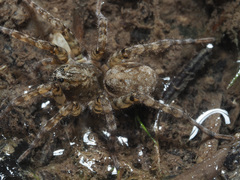 Arctosa maculata