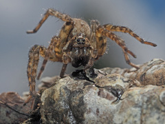 Arctosa maculata