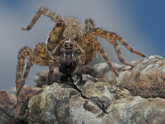 Arctosa maculata