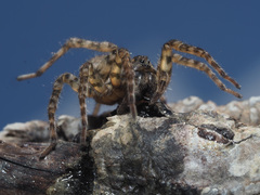 Arctosa maculata