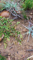 Blepharis integrifolia