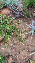 Blepharis integrifolia