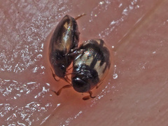 Hydroglyphus geminus