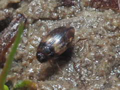 Hydroglyphus geminus