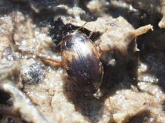 Hydroglyphus geminus