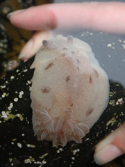 Alloiodoris lanuginata