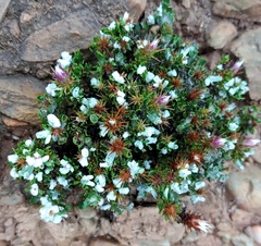 Macledium spinosum