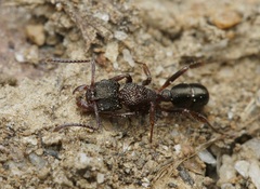 Rhytidoponera tasmaniensis
