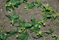 Bryonia dioica subsp. dioica image