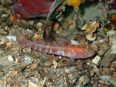 Vanneaugobius dollfusi