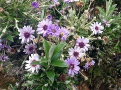 Macrolearia semidentata