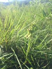 Orthochilus foliosus