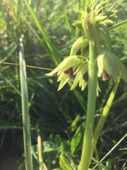 Orthochilus foliosus