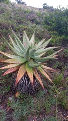 Aloe ferox