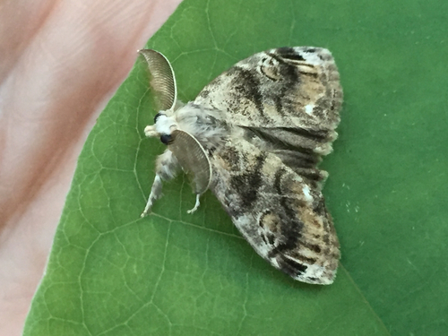 Definite Tussock Moth