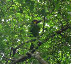 Psilopogon chrysopogon
