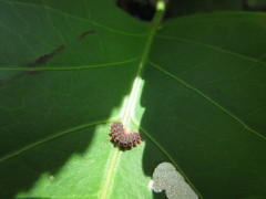 Histia flabellicornis