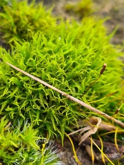 Didymodon sinuosus