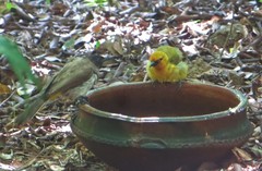 Ploceus ocularis suahelicus