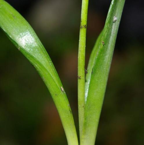 Hyacinthoides aristidis image