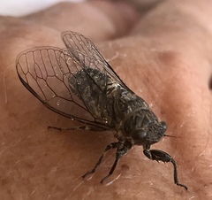 Physeema labyrinthica