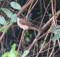 Rubigula erythropthalmos
