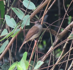 Rubigula erythropthalmos