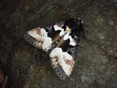 Phlogophora albovittata