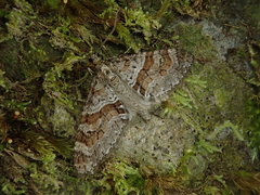 Trichopteryx terranea