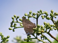 Rapala manea chozeba