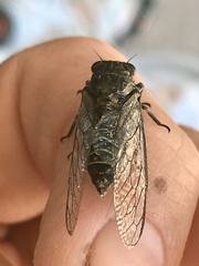 Physeema labyrinthica