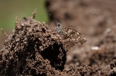 Libythea laius