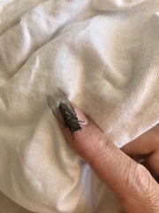 Physeema labyrinthica