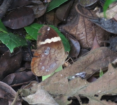 Xanthotaenia busiris